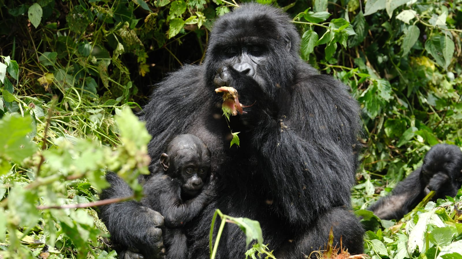 Close encounter with a mountain gorilla during gorilla trekking in Uganda