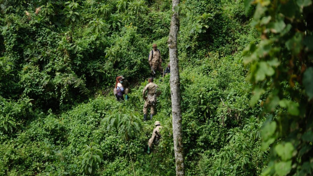 Walking through the rainforest in Uganda in search of mountain gorillas