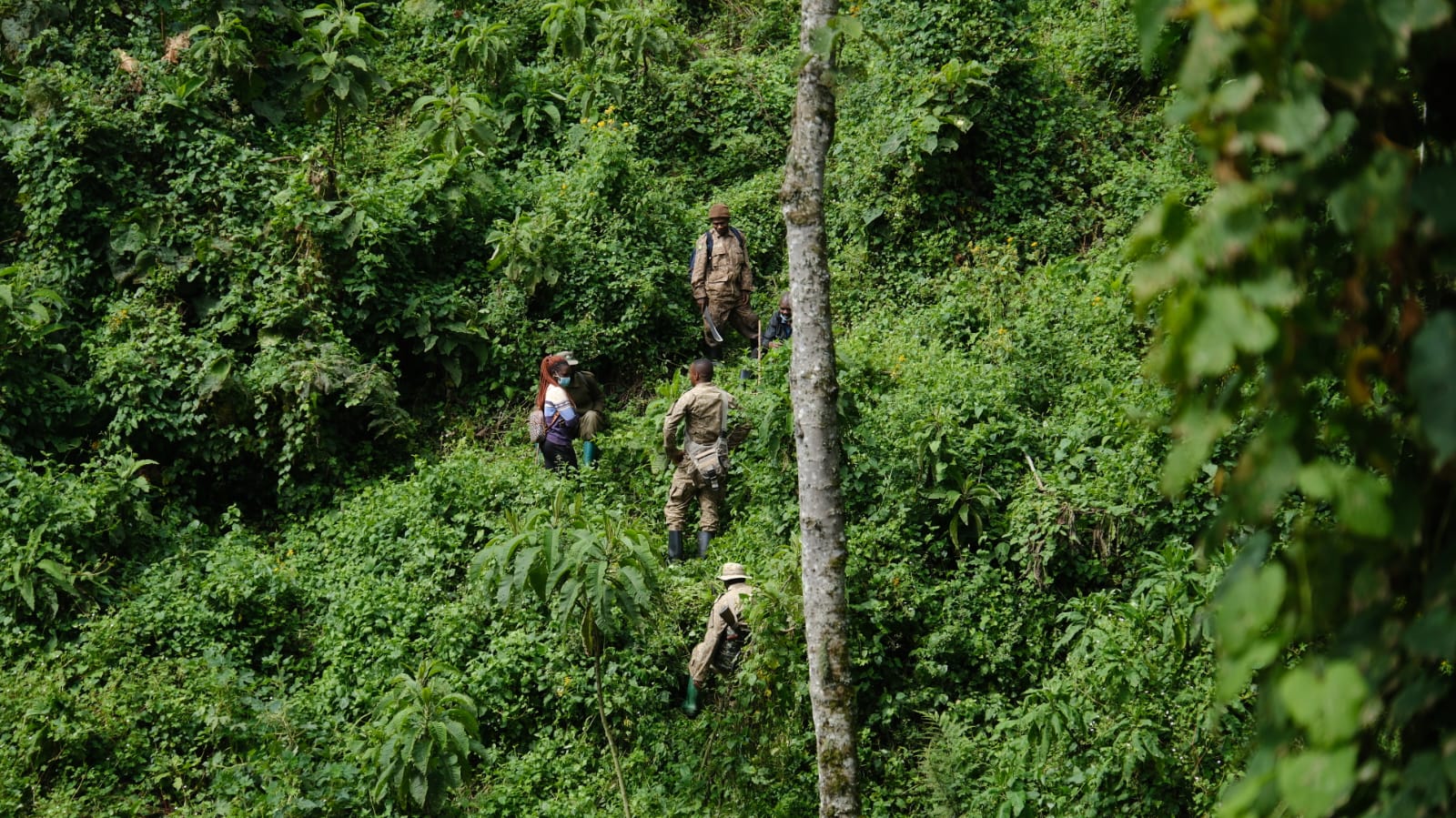 Gorilla Trekking durch den Dschungel im Bwindi Nationalpark in Uganda