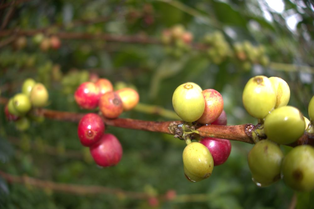 Reife Kaffeekirschen an einer Kaffeepflanze in Kolumbien